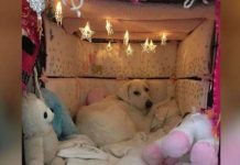 Woman Gives Her Rescue Dog’s Crate A Makeover And Transforms It Into An Adorable Hideaway