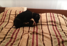 Puppy And Human Argue About Waking Up And It’s Pretty Clear Who Won!