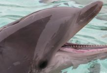 Drowning Dog Rescued By Passing Dolphins