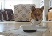 Corgi Gets So Excited About Mealtime That He Develops His Own Dance When Fed. Hysterical!