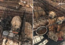 80 Dogs Rescued From Puppy Mill In Virginia After Shelter Receives An Anonymous Tip