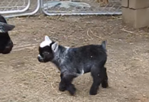 “Yay, I’ve Been Born!” This Baby Pygmy Goat Is the Cutest, Happiest Creature Alive