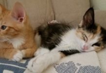 After Befriending A Pregnant Cat, Woman Surprised When Feral Feline Moves Her Whole Litter Inside