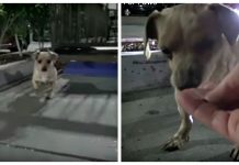 Starving Dog Found Begging For Scraps