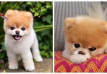 ‘World’s Cutest Dog’ Has Passed Away From A Broken Heart