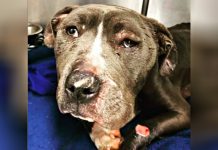 Bait Dog Dumped In Container At Shelter