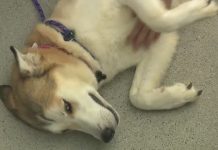 Owners ‘Moved Out’ And Left Their Dog On The Balcony For Two Weeks Without Food Or Water