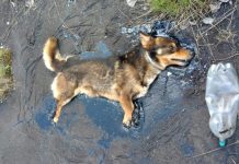 Dog Trapped In Tar Used All His Strength To Bark For Help