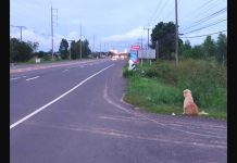 Loyal Dog Waited In The Exact Same Spot For Four Years Hoping His Owner Would Come Back