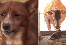 Heartbroken Dog Cries All Day Over Missing Cow That Raised Him, Then Finally Sees Her Face Again