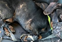 Dog Found In Ditch With Muzzle And Feet Bound With Electrical Tape