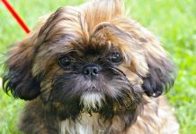 Healthy Dog Euthanized To Be Buried With Owner As Stated In Her Will