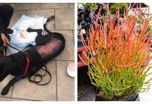 Two Dogs Nearly Died After Being Exposed To Toxic Plant
