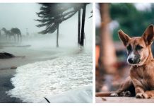 Florida Bill Would Punish People That Abandon Their Dogs During A Hurricane