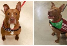 Dog That Waited Three Years For A Home Is Brought Back To Shelter Days After He Was Adopted