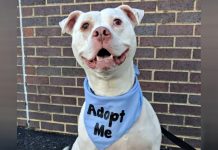 Shelter Dog Helps Rescue Trapped Kittens