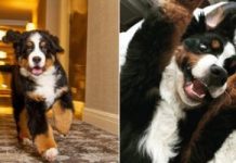 This Hotel In Aspen Has Its Own Bernese Mountain Dog Who Will Tuck You In At Night