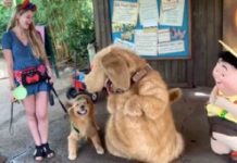 Service Dog In Training Freaks Out Meeting “Up” Character
