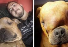 Man Adopts Dog With Massive Tumor So He Can Feel Unconditional Love During His Final Days