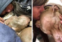 College Student Holds Dying Shelter Dog In Her Arms All Night So He Won’t Pass Away Alone