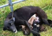 Dog Found Chained To A Gate While Nursing Six Puppies