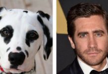 Jake Gyllenhaal Hailed A Hero After Rushing Into NYC Traffic To Save A Stranded Dog