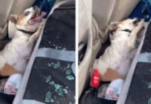 Convulsing Dog Suffers Brain Damage After Being Left Inside 123 Degree Car