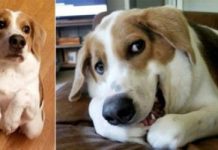 Dog Born Without Neck, And Butt On Back, Still Defies The Odds