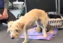 Dog Thrown Off Balcony Cause Family Thought She Was Ugly