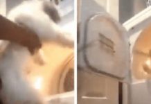 Woman Puts Her Dog In The Dryer And Turns It On During Live Stream