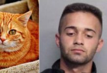 Details Of Teen Who Burned Cat Alive And Fed It To Dogs Finally Released To Public