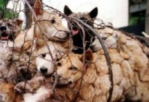 The Last Dog-Meat Slaughterhouse In Seoul, South Korea Has Shut Down