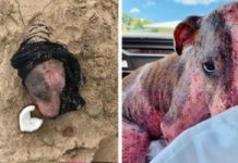 Badly Injured Dog Rescued After Being Buried Alive In The Sand