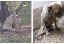 Paralyzed And Malnourished Dog Kept Chained To A Tree Is Finally Rescued