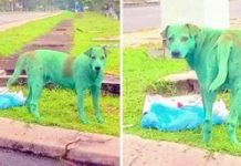 Dog Found Crying After Criminals Painted The Hungry Pup Green