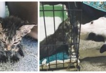 Rescue Dog Is Miracle For Dying Kitten