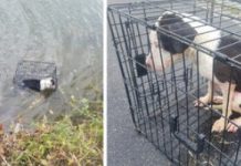 Dog Found Floating In A Cage Near The Edge Of A Lake