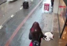 Woman Stops To Help A Shivering Stray Dog