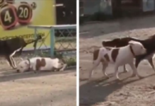 Stray Dog Spots A Dog Tied To A Fence And Works To Set Him Free