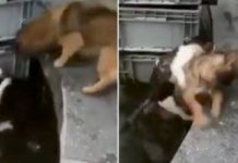 Dog Rescues Cat From Drowning In Heartwarming Video