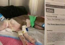 Woman Warns Others After Her Dog Dies Eating Toxic Mushrooms