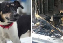 Dog Dies In House Fire After Making Sure Everyone In His Family Got Out Safely