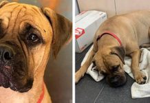 Faithful Dog Who Was Rejected Escapes Train And Walks 125 Miles To Get Back To Her Owner