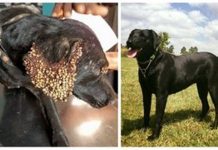 Neglected Dog Covered In Ticks Is Rescued Just In Time