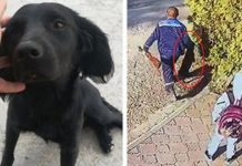 Little Girl Watches As Animal Control Shoots Her Dog With A Poison Dart And Drags It Away