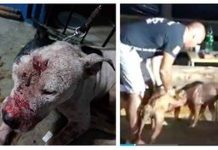 Brazilian Police Raid International Dog-Fighting Ring And Rescue 19 Maimed Pit Bulls