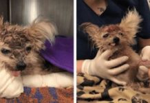 Dog Found Inside A Trash Can With Head Injury Dies Days After Being Rescued