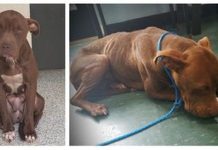 Shelter Dog On Death Row Trembles With Fear And Too Afraid To Walk