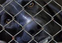 Black Dog Syndrome: Why Black Dogs Are Less Likely To Be Adopted