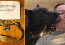 Veteran Spent Days Looking For His Dog Before Finding Her Collar And A Heartbreaking Note In His Mailbox